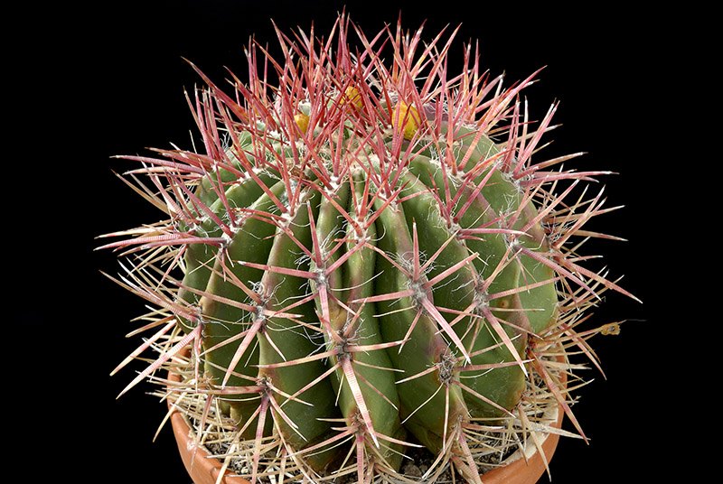 Ferocactus stainesii D. 15 € 20.00.jpg